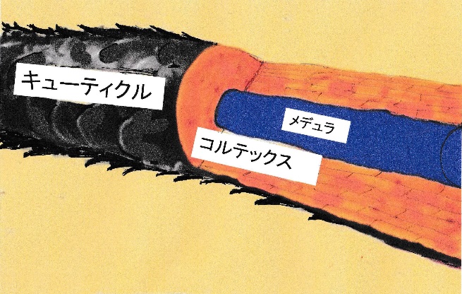 髪の構造(キューティクル・コルテックス・メデュラ)