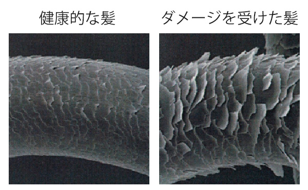 健康的な髪とダメージを受けた髪の表面の比較